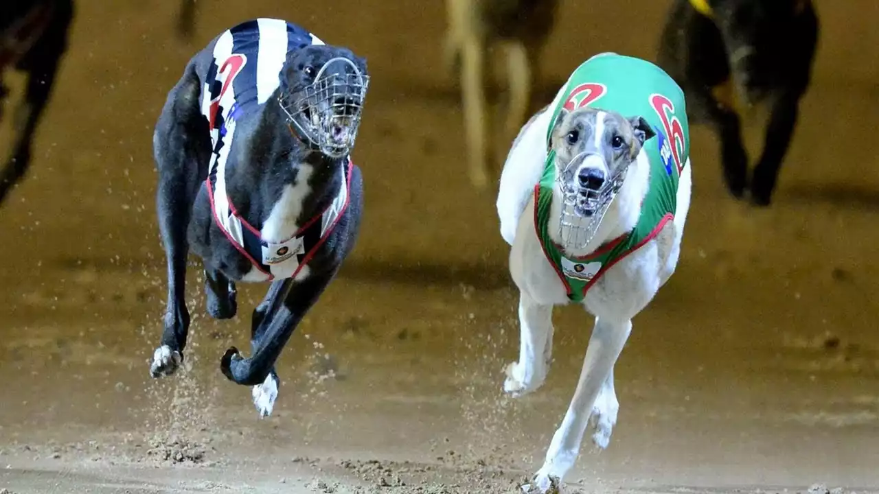 5 Legendary Greyhounds: Stories of Unforgettable Champions